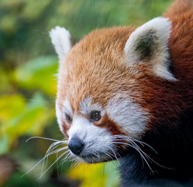 Red panda cub