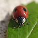 Ladybird (13)