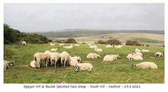 Eppynt Hill & Beulah Speckled Face sheep South Hill 13 8 2021