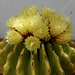 Echinocactus grusonii inermis L1000168
