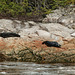 Day 7, Harbor Seals, Saguenay Fjord, Tadoussac