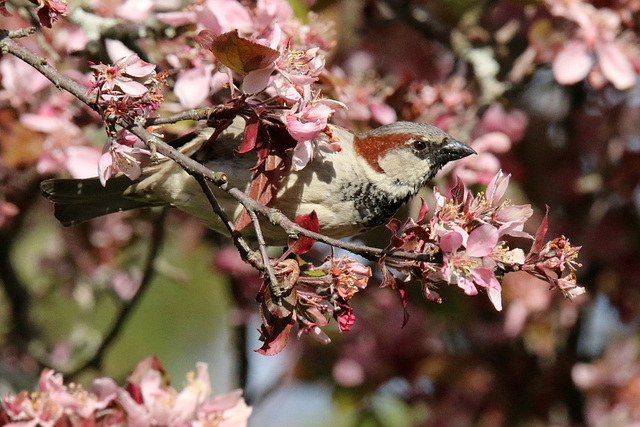 Hose sparrow in red crabapple