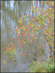 rosehips by the water