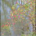 rosehips by the water