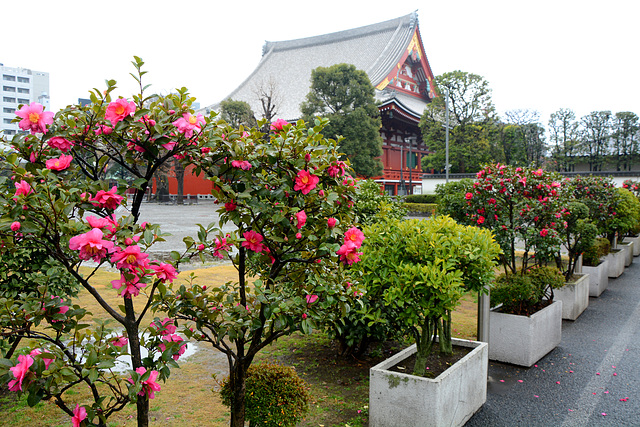 Japan, Flower Bushes near the Sensō-ji Temple in Tokyo
