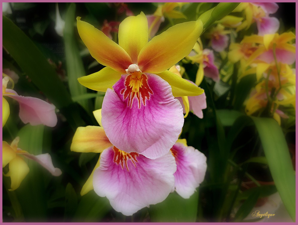 Orchidée Miltonia.........Belle journée à vous !