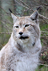 Lynx de Sibérie = lynx d'Eurasie = Lynx lynx (Félidé)
