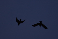 The last Jackdaws to roost