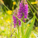 Wetland Orchid