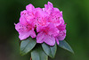 Olga Mezitt Rhododendron (Explored)