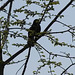Blackbird sings, April afternoon.