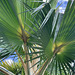 Palm in Hawaii Kai