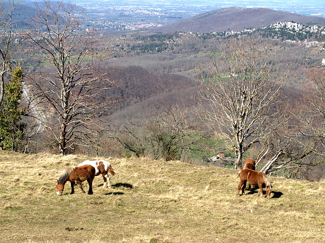 Z3268532 Z3268532
