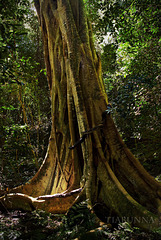 The rainforest fig