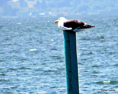 Seagull Resting.