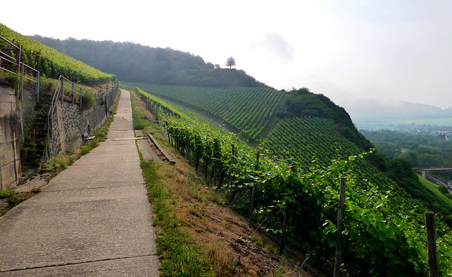 DE - Heimersheim - Hiking through the vineyards