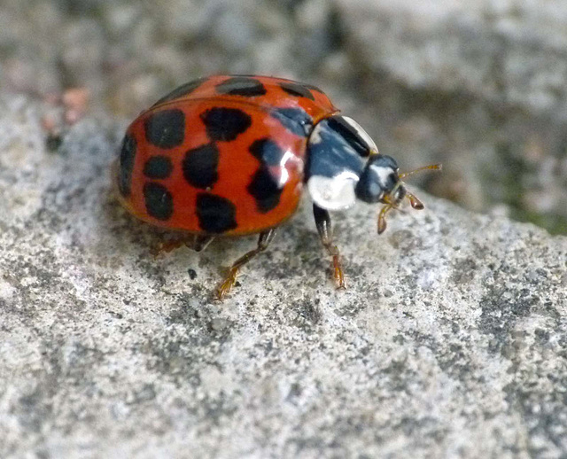 Ladybird (17)