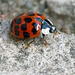 Ladybird (17)