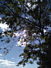Feuillage et ciel bleu / Blue sky and foliage