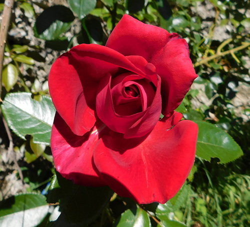 Une rose rouge pour vous...