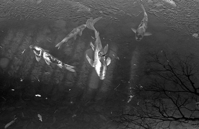 Koi in a freezing pond