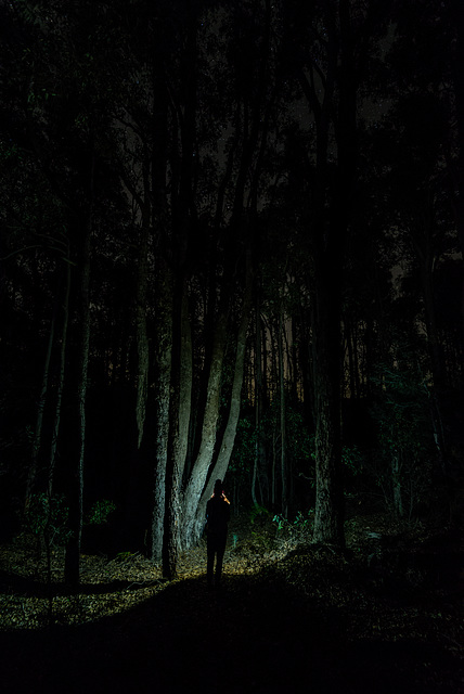 Lost deep in the Forrest- Best viewed large on black.