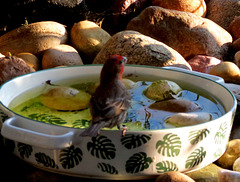 Hausfinch in the serving dish.
