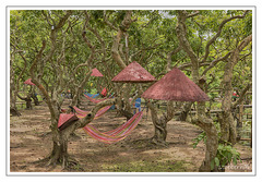 Hammocks in the orchard on Con Son Island in the Can Tho River