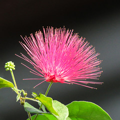 Powderpuff flower