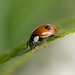 Ladybird (20)