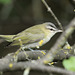 viréo aux yeux rouges / red-eyed vireo