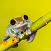 Ruby Eye Tree Frog