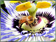 Passionsblume mit erster Biene... ©UdoSm