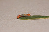Chinese Moon Moth (Actias sinensis) caterpillar, second instar