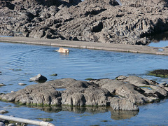 One doggy going for a quick dip