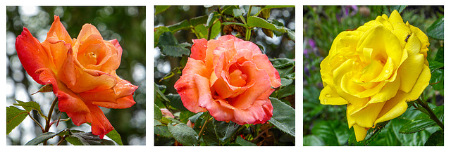 Triptych of two Orange roses and a Yellow for H.A.N.W.E