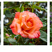 Triptych of two Orange roses and a Yellow for H.A.N.W.E