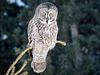 Great Gray Owl, highly zoomed