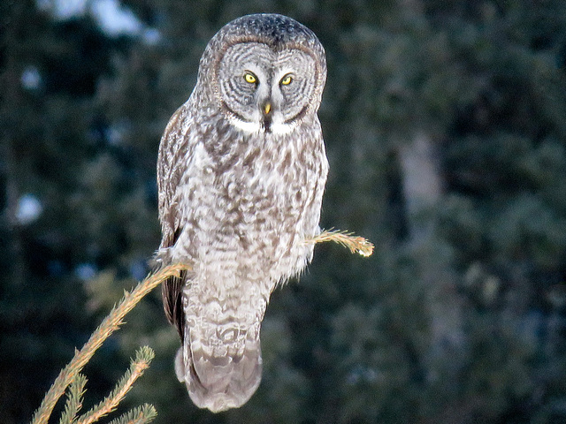 Great Gray Owl, highly zoomed
