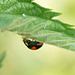 Ladybird (23)