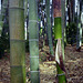 Green of young bamboo