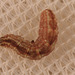 Hoverfly larva IMG 4986