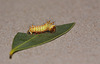 Chinese Moon Moth (Actias sinensis) caterpillar, third instar