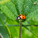 Ladybird (25)
