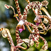 19-05-05 - 01 - Ste Rose - Sofaia - Loc Douce créole - Orchidée