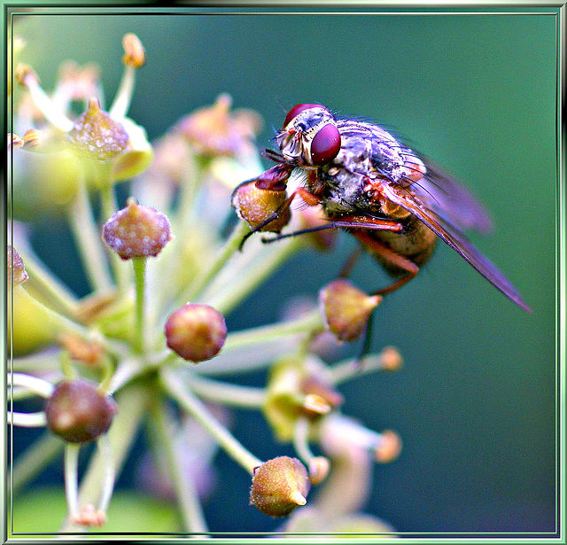 A fly at Ivy fruits. ©UdoSm