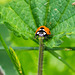 Ladybird (26)