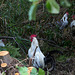 20140909 4942VRAw [NL] Hühner, Terschelling