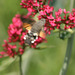 Hummungbird hawk moth (Macroglossum stellatarum) 01