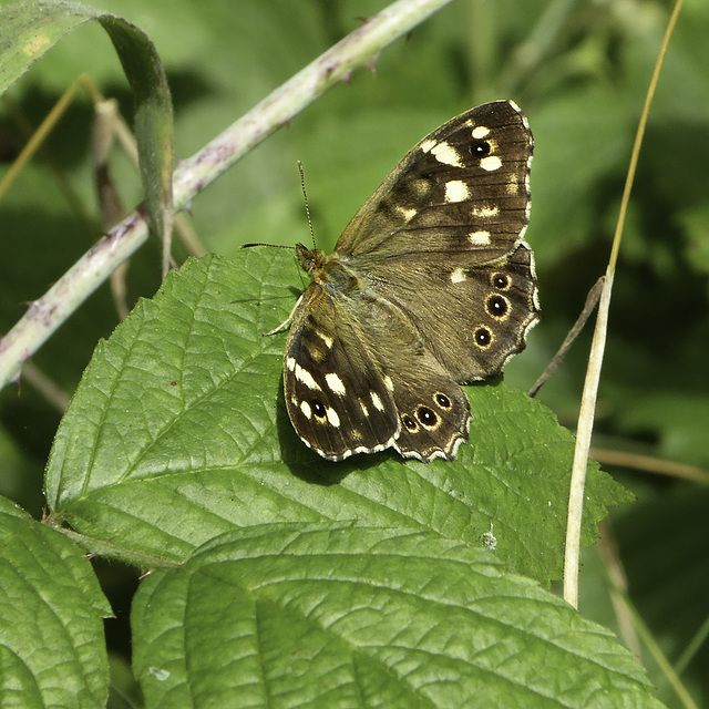 Speckled Wood Butterfly